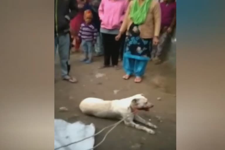 dog has been beaten in Ludhiana