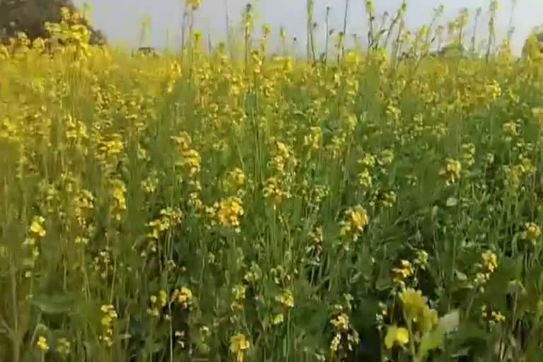 bhiwani farmers in trouble Jalebia disease on mustard crop