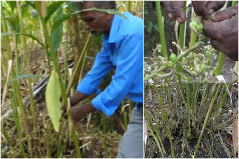 Cardamom theft  ഏലയ്‌ക്ക മോഷണം  വില കൂടിയതോടെ ഏലയ്‌ക്ക മോഷണം വ്യാപകം  Cardamom theft is rampant as price rise  ഇടുക്കി വാർത്ത  idukki news  രാജാക്കാട്  rajakkdu