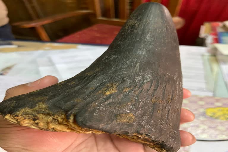 Rhino Horn seized at Titabar and Bokajan