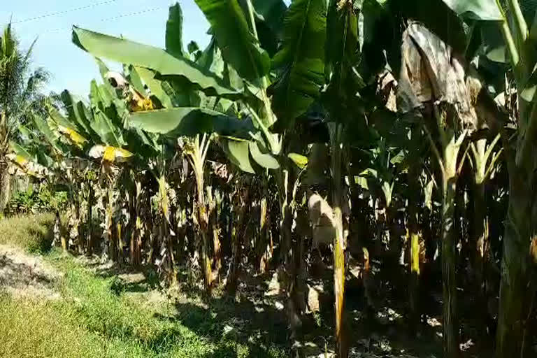 plantain farmers in wayanad  വയനാട്ടിൽ വാഴ കർഷകർ  വാഴ കർഷകർ ദുരിതത്തിൽ