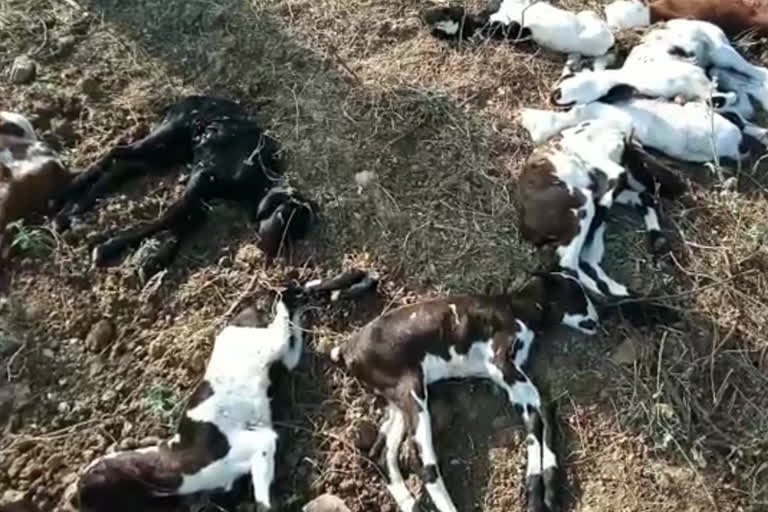 goats died in dogs assault in jangamguntla