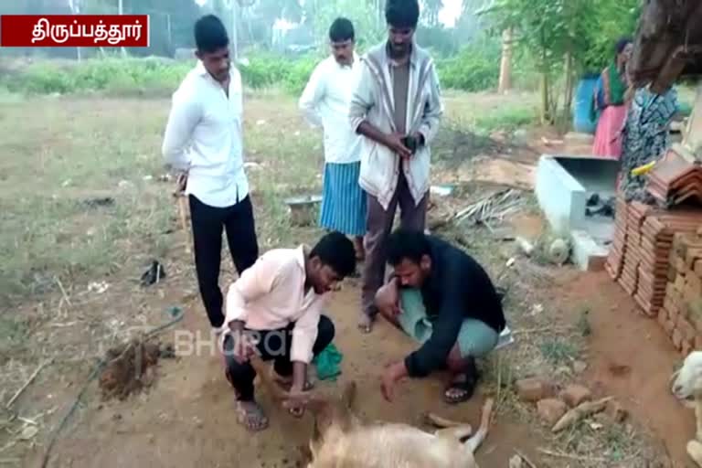 In Yelagiri Mysterious animal walk, People fear