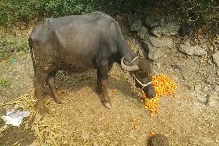 Farmers feeding tomatoes to animals