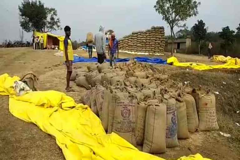 Paddy purchase decreased by 43 percent compared to last year in korba