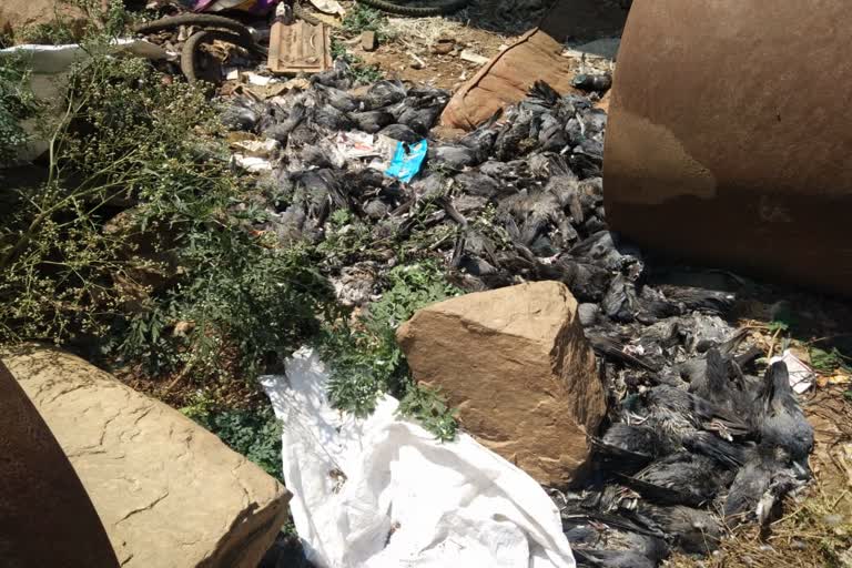 Hundreds of dead pigeons crouch down under the canopy of Basavanahalli Lake