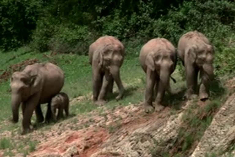 ചിന്നക്കനാല്‍ എലിഫന്‍റ് പാര്‍ക്ക്  chinnakkanal elephant park  chinnakkanal protest  മതികെട്ടാന്‍ ചോല  ഇരവികുളം ദേശീയോദ്യാനം  ആന പാര്‍ക്ക്