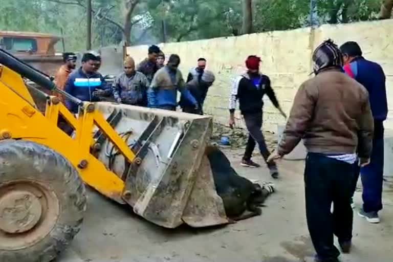 bull rescue in dholpur, लादेन सांड का रेस्क्यू, Rescue of Laden Bull in Dhaulpur