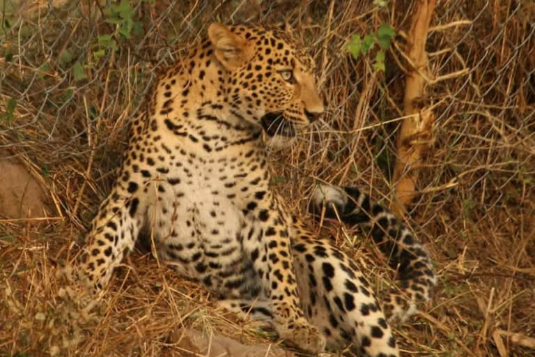 Panther stuck in farm compound