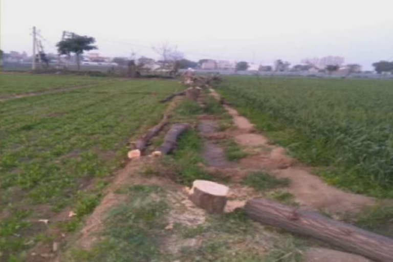 Illegal cutting of green trees by colonizers in sohna gurugram