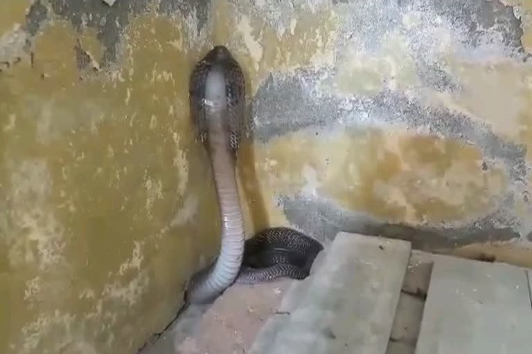 Snake in Sanskrit College, कोटा न्यूज