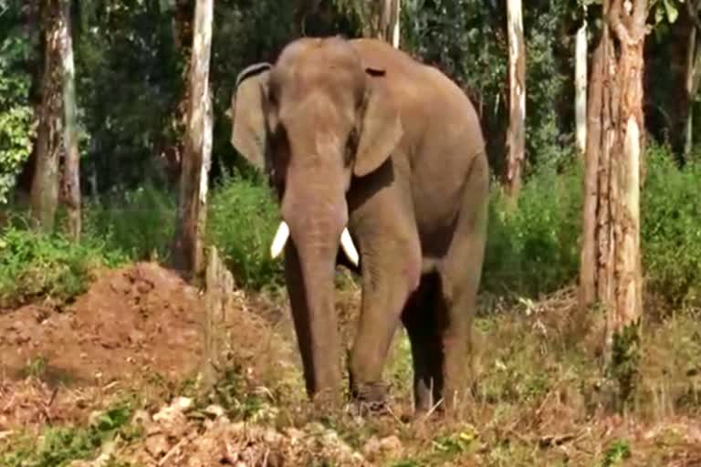 Coimbatore Elephant Camp