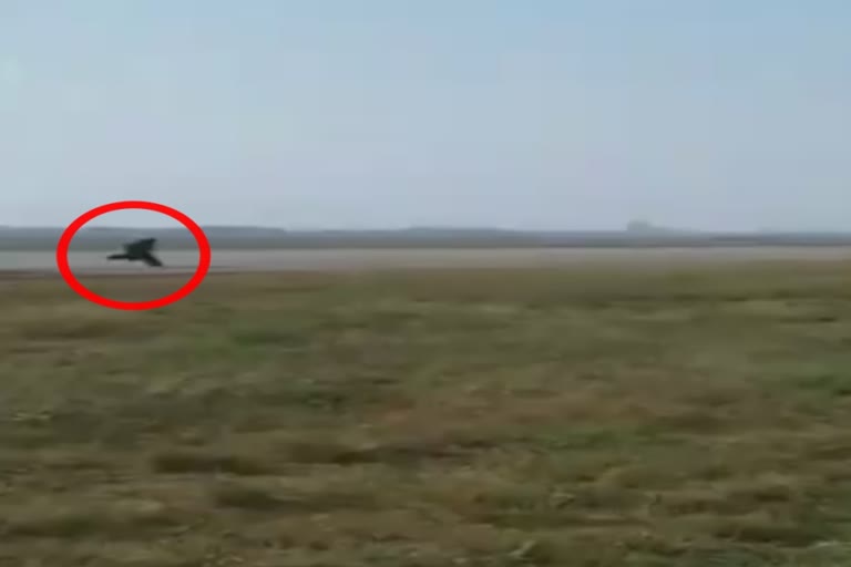 Airport officer chase monkey, gujurat monkey viral video, monkey chasing by wearing bear cloth in ahmedabad, ଅହମ୍ମଦାବାଦରେ ଭାଲୁ ବେଶରେ ମାଙ୍କଡ ଘଉଡା, ଏୟାରପୋର୍ଟ କର୍ମଚାରୀଙ୍କ ମାଙ୍କଡ ଘଉଡା, ଗୁଜୁରାଟ ମାଙ୍କଡ ଘଉଡା ଭିଡିଓ ଭାଇରାଲ