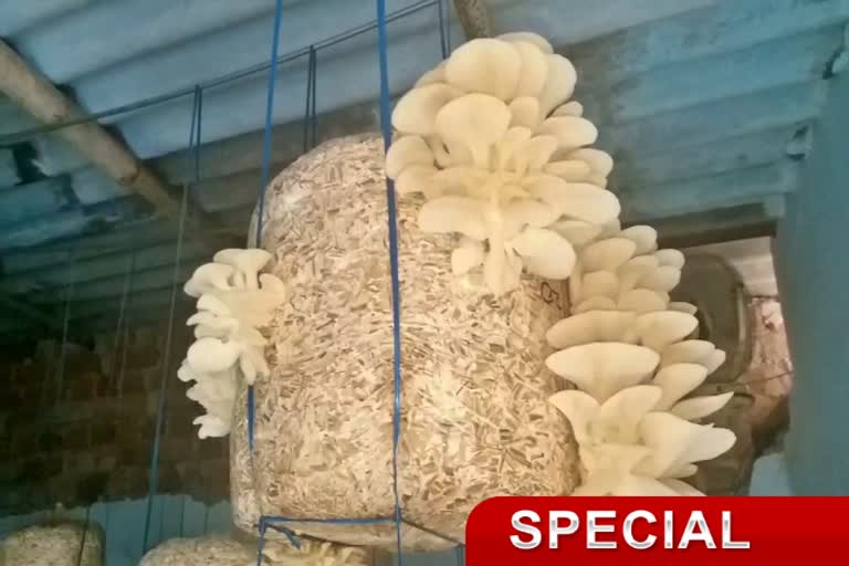 mushroom cultivation in Jamshedpur