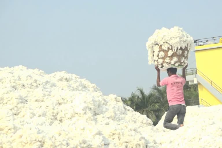 corona effect cotton export to china closed indian farmers in distress