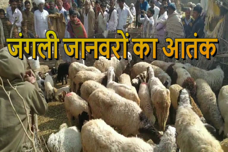 alwar news  bansur news  27 sheep killed  animal attack in bansur alwar