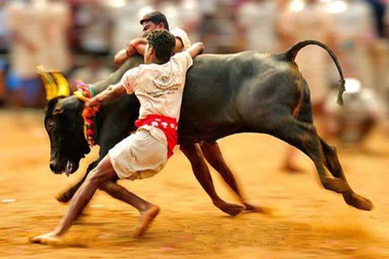 stay petition against hybrid bulls participation in jallikattu