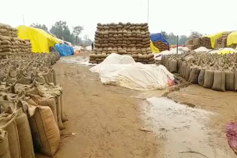 28 lakh quintals of paddy lying in the open in mahasamund