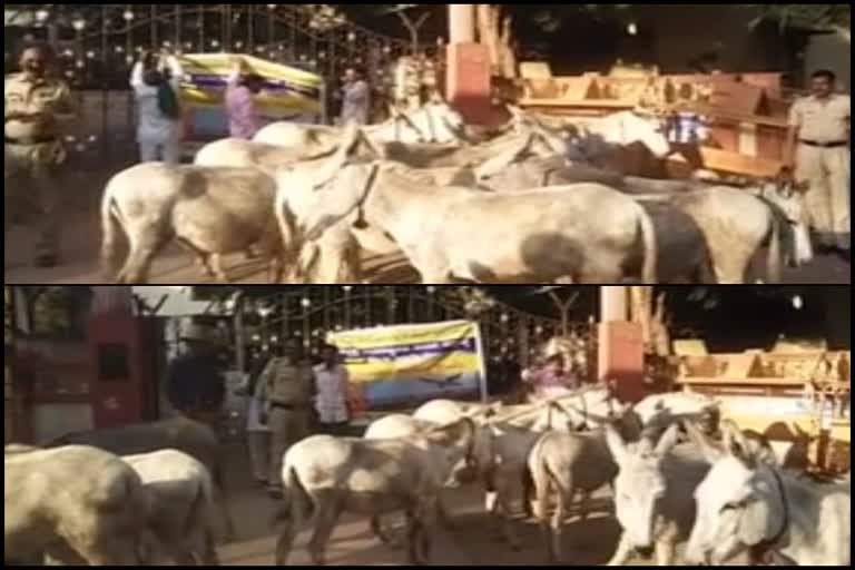 Donkey parade demanding  Shepherd society to be added to the ST