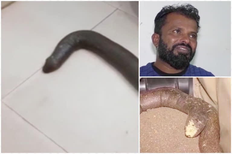 two arrested with double headed snake  ഇരുതല മൂരിയുമായി രണ്ട് പേർ അറസ്റ്റിൽ  കണ്ണൂർ  ഇരുതല മൂരി  രണ്ട് പേർ അറസ്റ്റിൽ