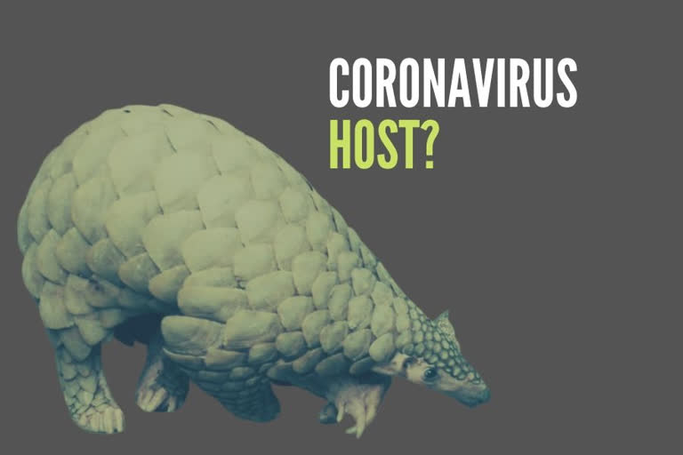 Pangolins suspected to be the possible coronavirus host