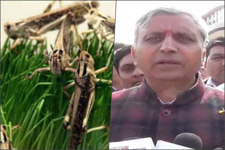 locusts attack in haryana