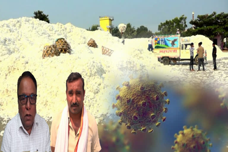 corona effect : cotton export to china closed;Indian farmers in distress