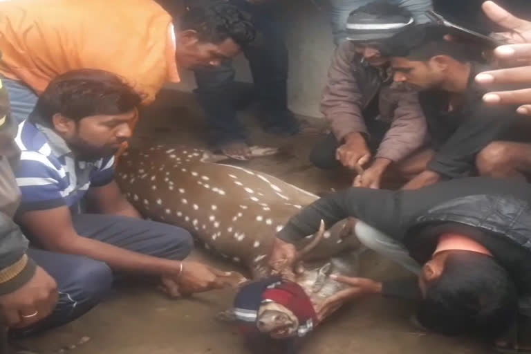 chital-was-injured-by-stray-dogs-died-after-primary-treatment-