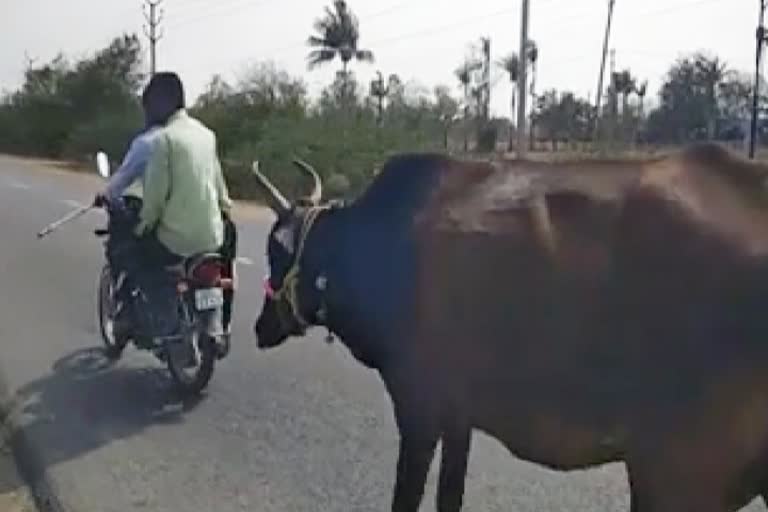 a-cow-running-for-his-cub-in-telangana