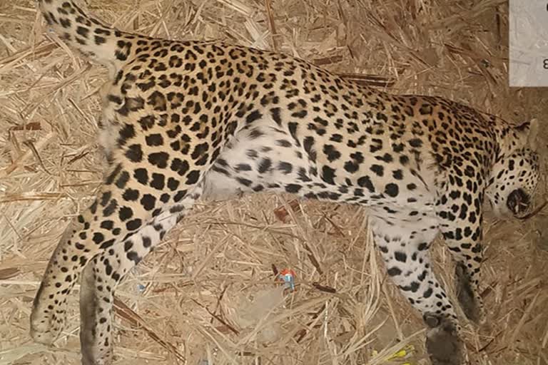 leopard in pune