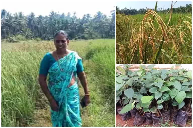 കോഴിക്കോട്  കൃഷി വാര്‍ത്തകള്‍  organic farming  ജൈവ പച്ചക്കറി  kozhikode latest news