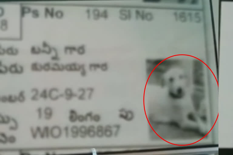 Govt official negligence: Dogs & flowers image in the voter list