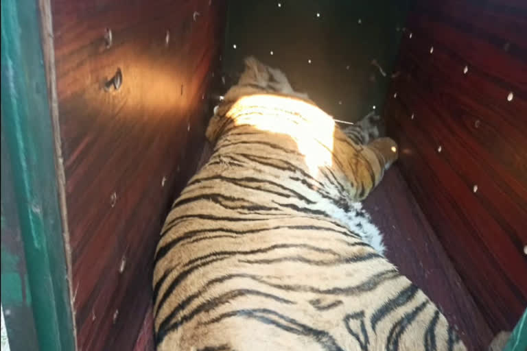 Man-eater tiger caught by forest department