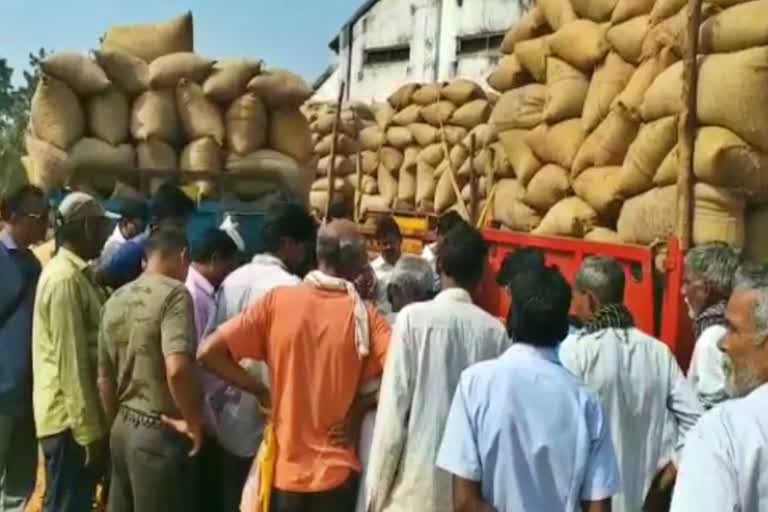 bhandara Paddy harvesting started