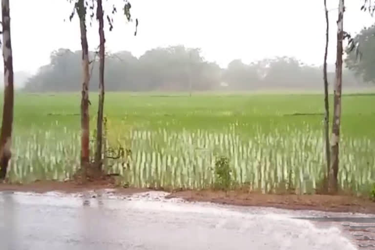 medium rainfall in mirudoddi siddipet district