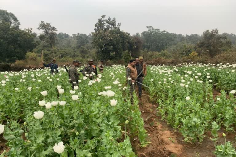 Police destroyed poppy crop in Hazaribagh