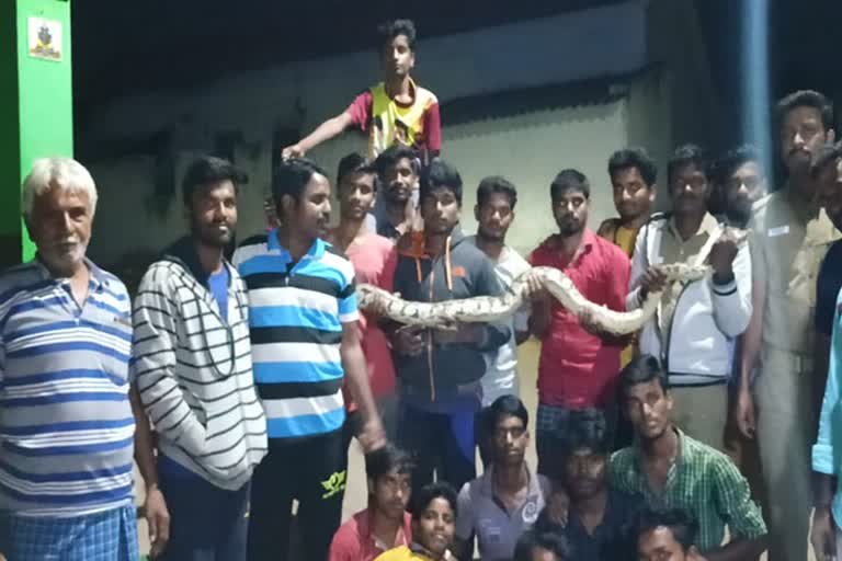 python_caught