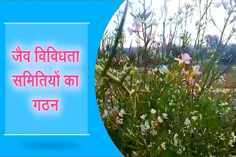 जैव विविधता समितियों का गठन, Biodiversity Committees formed