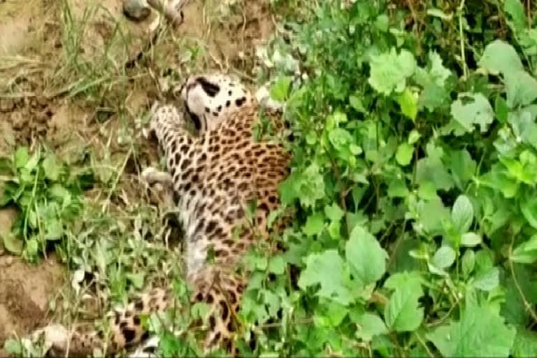 Baharia village news  Uttar Pradesh's Bijnor  leopard carcass found in UP  Another leopard carcass found in UP  ഉത്തര്‍പ്രദേശില്‍ പുള്ളിപ്പുലിയെ ചത്ത നിലയില്‍ കണ്ടെത്തി  പുള്ളിപ്പുലിയുടെ ആക്രമണം  ഉത്തര്‍പ്രദേശ്