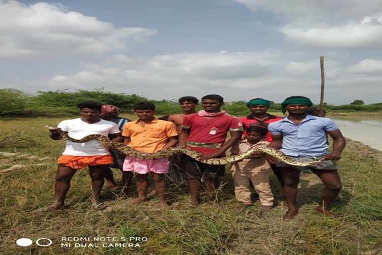 புதுக்கோட்டை: அன்னவாயல் அருகே உள்ள பிராம்பட்டியில் மகேஸ்வரன் என்பவருக்கு சொந்தமான வயலில் சுற்றிதிரிந்த  மலைப்பாம்பை, அப்பகுதியில் உள்ள இளைஞர்கள் பிடித்து, வனப்பகுதிக்குள் விட்டனர்.