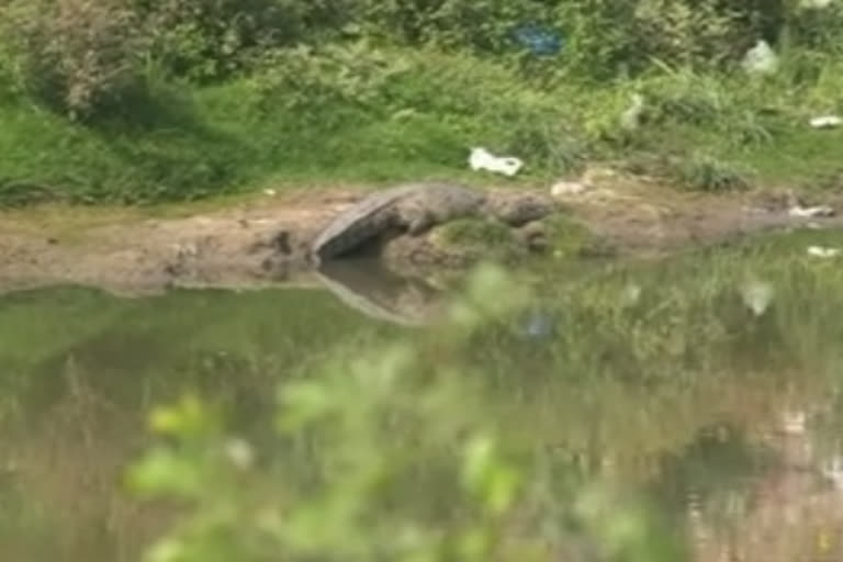 Census of crocodiles in Vishwamitri rivers concluded