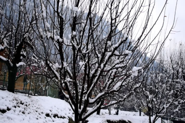 Snowfall in Manali will benefit apple crop