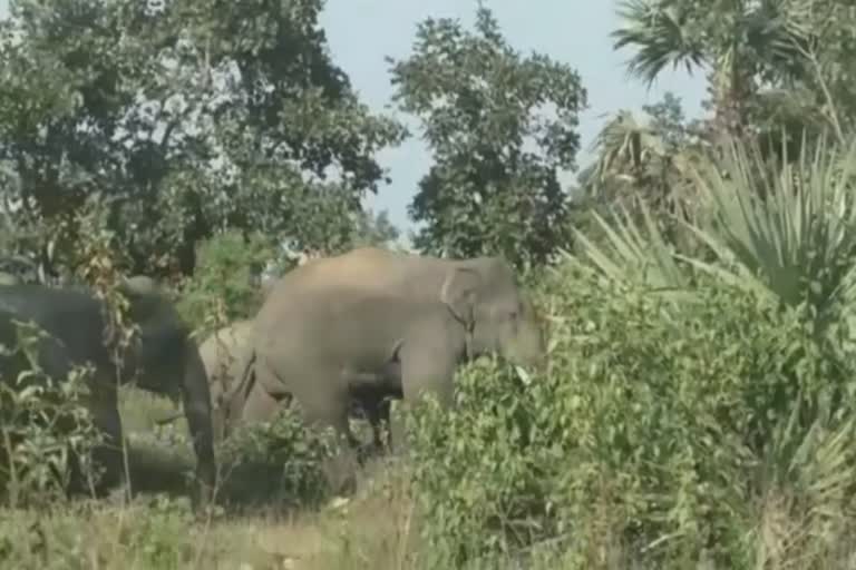 elephant ruins massive farms