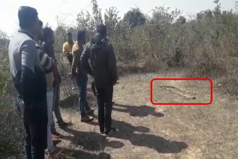 Python found in two pieces in Kuthala of katni