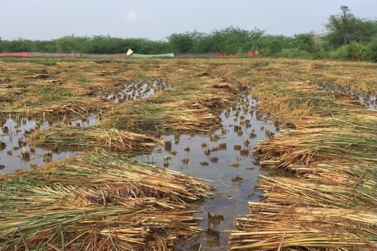 Damage to farmer with premature rain