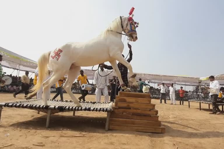 horse festival in ahmednagar