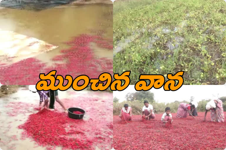 Off-Season rain damage farmers of mirchi tomato