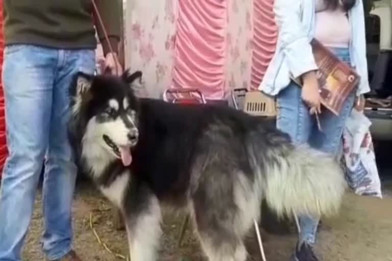 Dog show organized in karnal