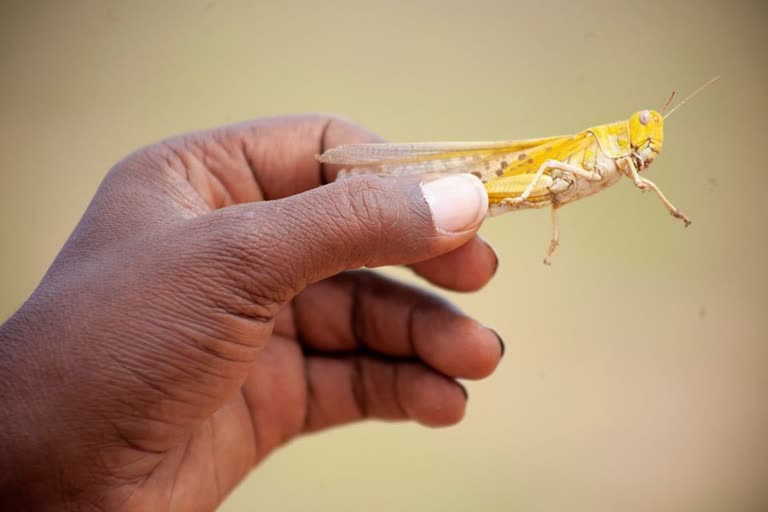 attack of locusts in somalia