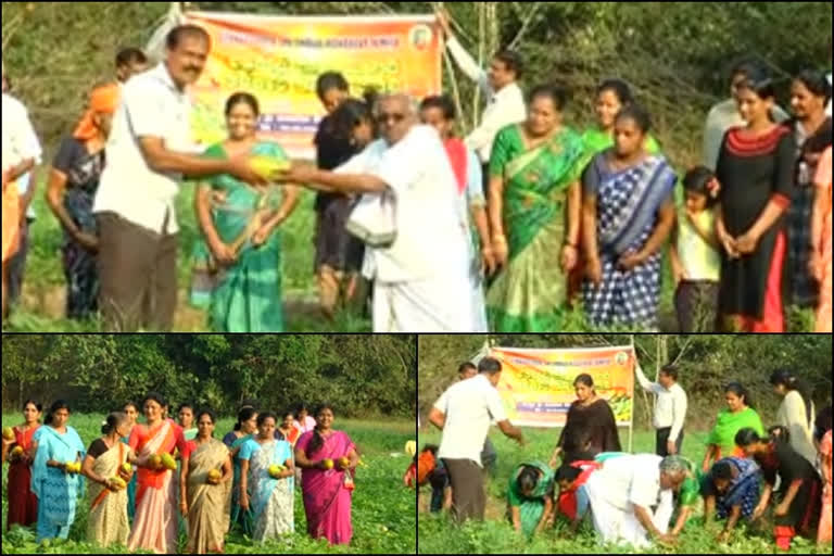 farming  Organic vegetable  temple festival  ജൈവ പച്ചക്കറി വിളവെടുപ്പ്  ക്ഷേത്രോത്സവം  kasargod  കാസർകോട്